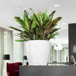 Lechuza Classico LS Premium 35