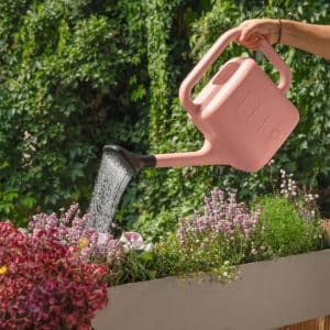 brusehovede til lechuza