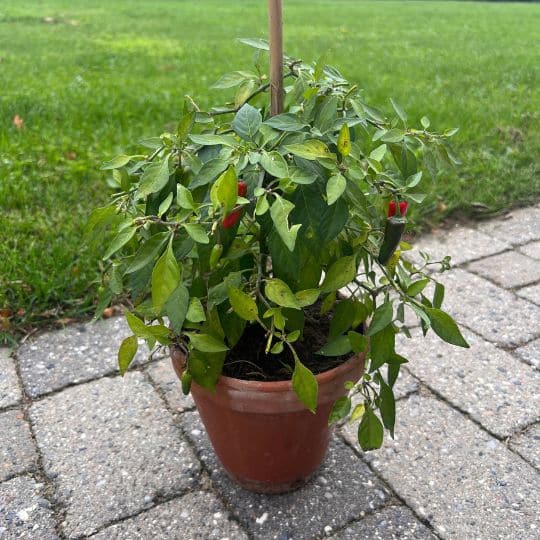 Apache chili