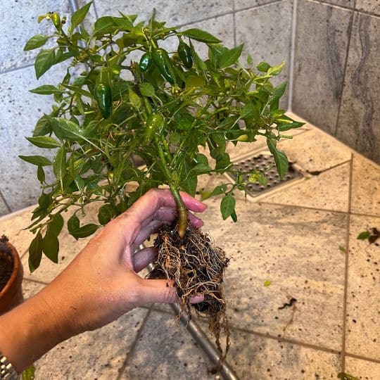 chili bliver vasket og befriet for jord inden omplantning i Lechuza PON
